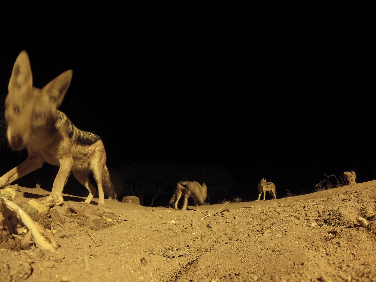 [10227] 2016_06_23_19_01_54_Africa_Hero3-Silver_Edition_IMG__01116.jpg