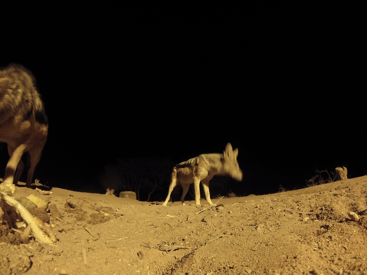 [10301] 2016_06_23_19_02_56_Africa_Hero3-Silver_Edition_IMG__01140.jpg