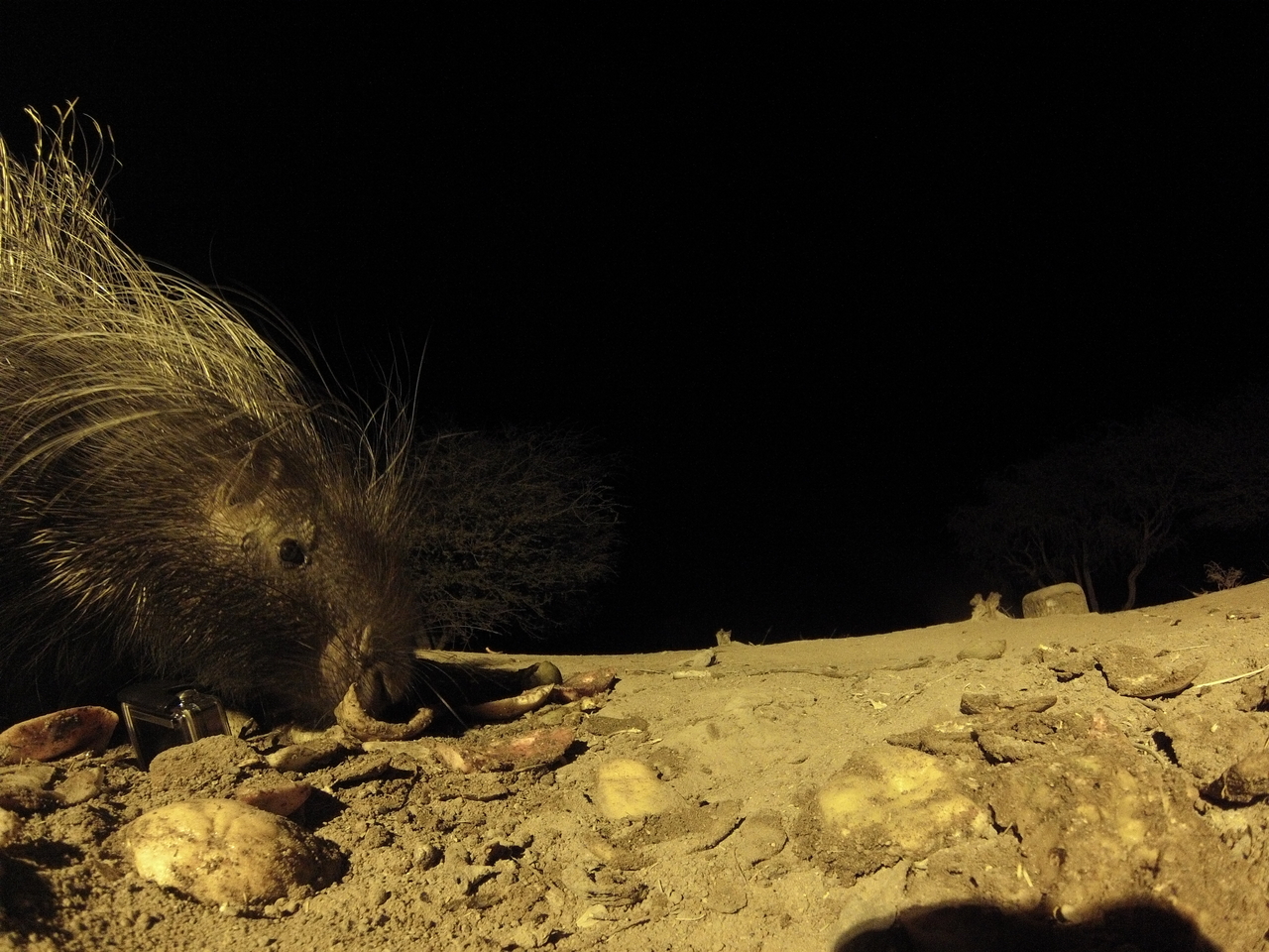 [10919] 2016_06_23_19_52_53_Africa_Hero3-Silver_Edition_IMG__00867.jpg