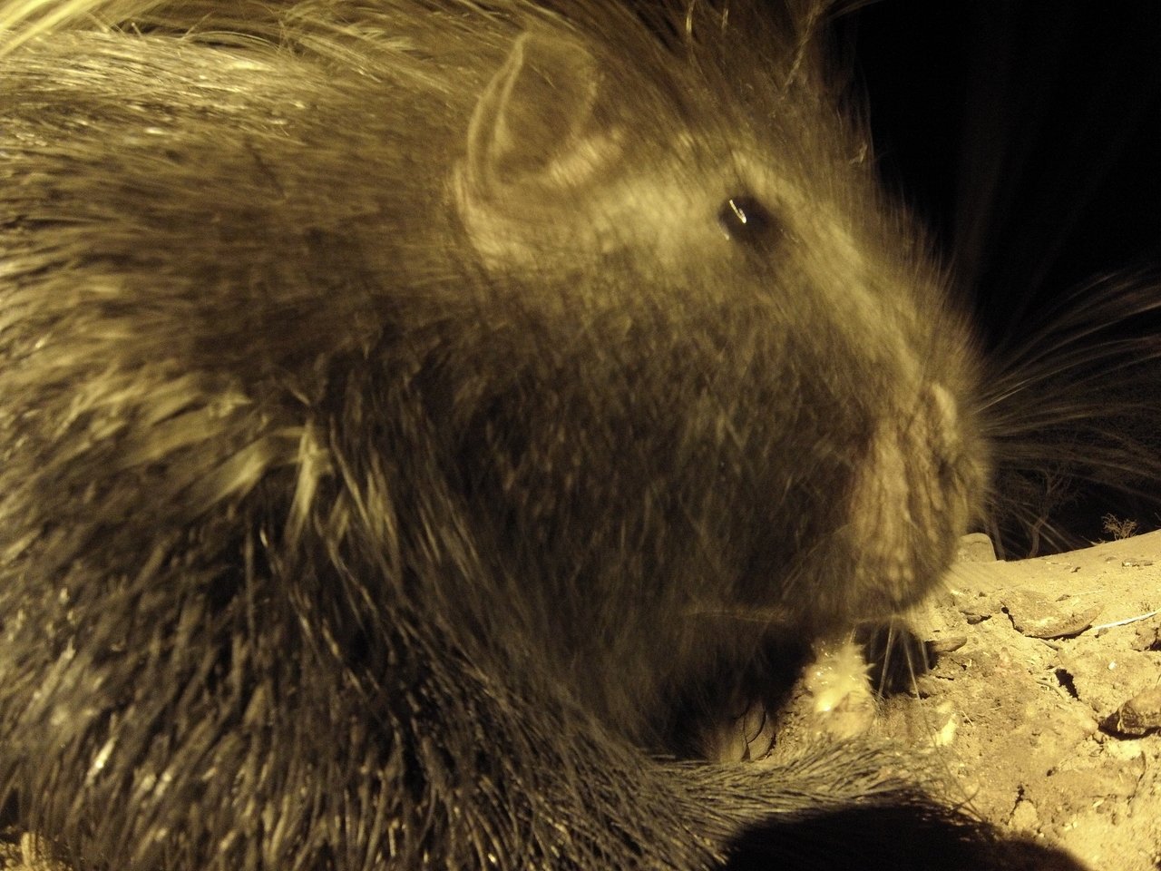 [10930] 2016_06_23_19_53_05_Africa_Hero3-Silver_Edition_IMG__01318.jpg