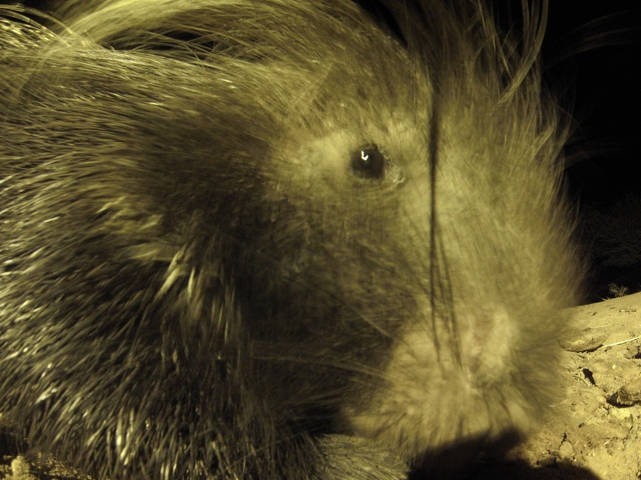 [10942] 2016_06_23_19_53_17_Africa_Hero3-Silver_Edition_IMG__01321.jpg