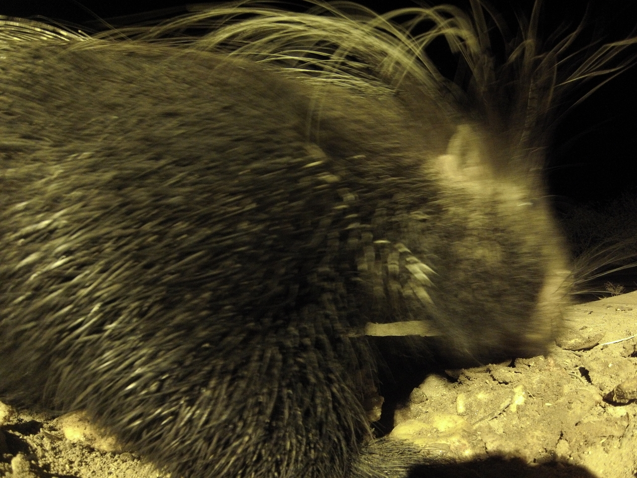 [10943] 2016_06_23_19_53_21_Africa_Hero3-Silver_Edition_IMG__00874.jpg