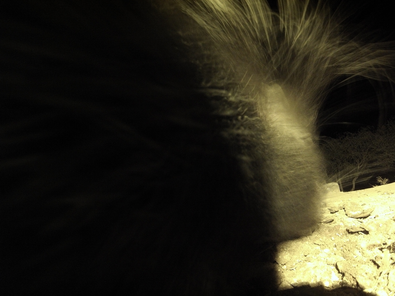 [11141] 2016_06_23_19_57_01_Africa_Hero3-Silver_Edition_IMG__00929.jpg