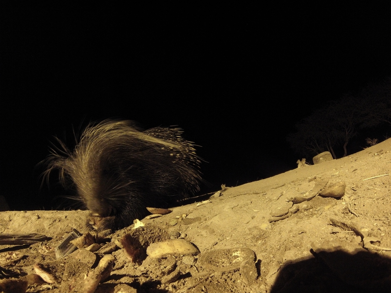 [11428] 2016_06_23_20_01_04_Africa_Hero3-Silver_Edition_IMG__00051.jpg