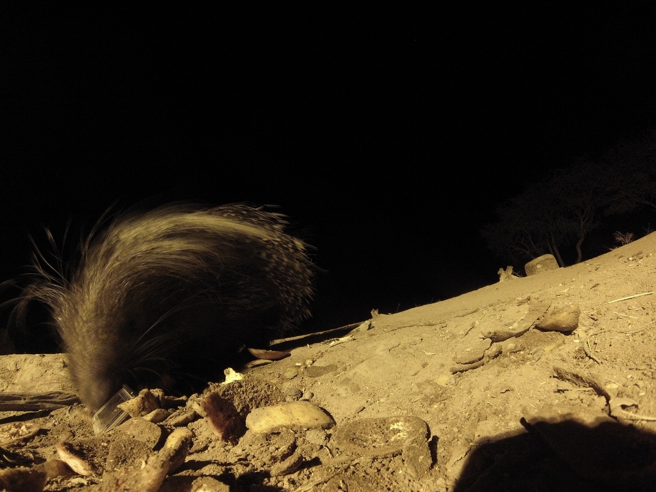 [11479] 2016_06_23_20_01_42_Africa_Hero3-Silver_Edition_IMG__01456.jpg