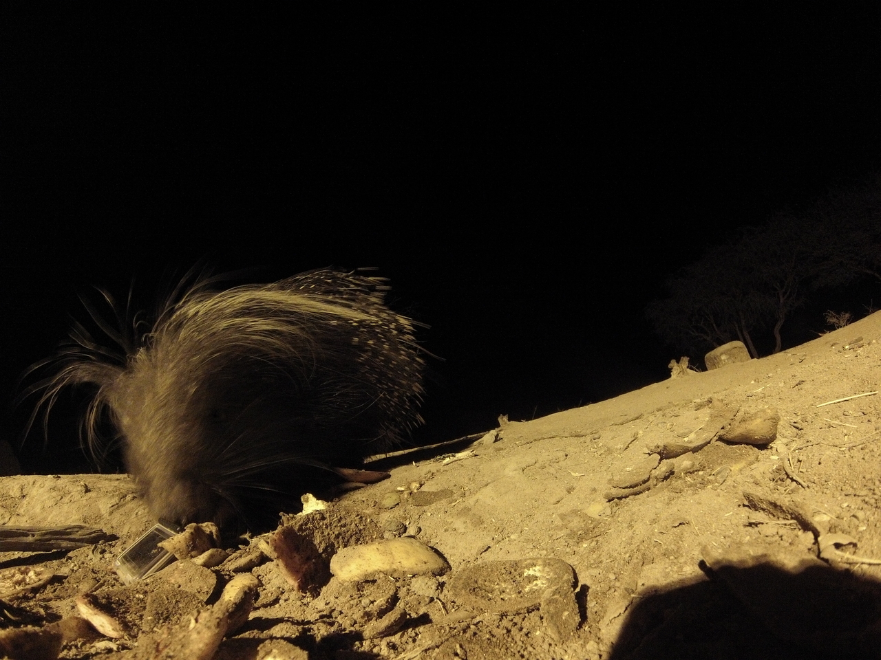 [11480] 2016_06_23_20_01_44_Africa_Hero3-Silver_Edition_IMG__00063.jpg