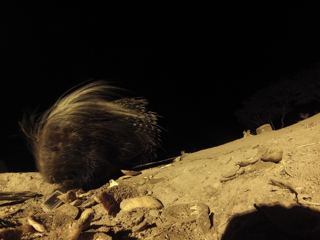 [11486] 2016_06_23_20_01_48_Africa_Hero3-Silver_Edition_IMG__01010.jpg