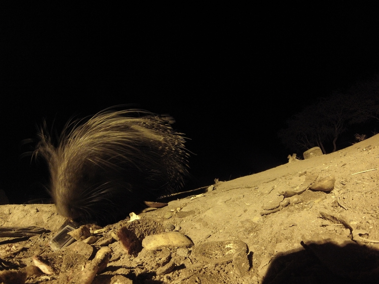 [11499] 2016_06_23_20_01_58_Africa_Hero3-Silver_Edition_IMG__01013.jpg