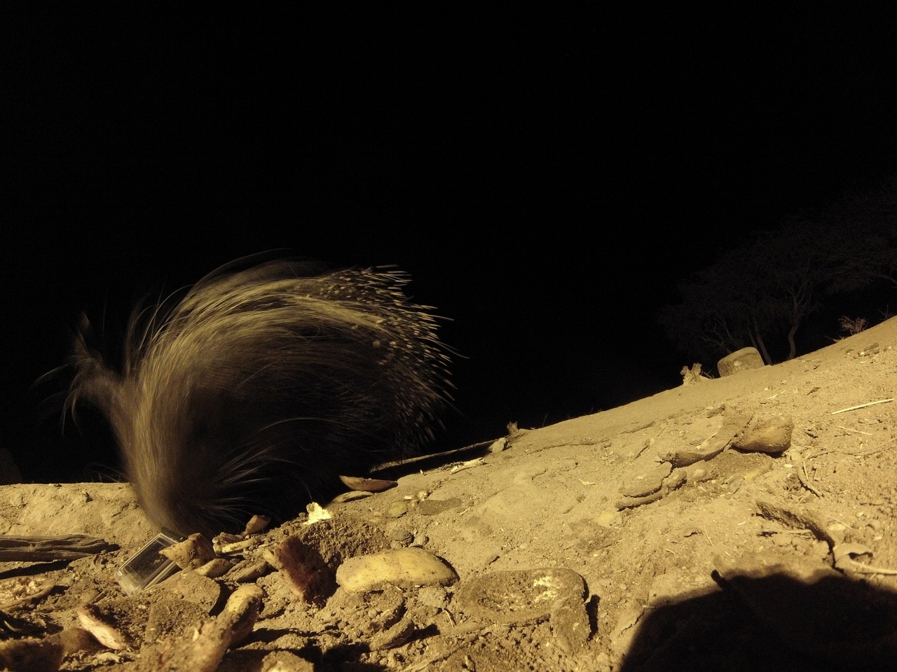 [11505] 2016_06_23_20_02_02_Africa_Hero3-Silver_Edition_IMG__01462.jpg