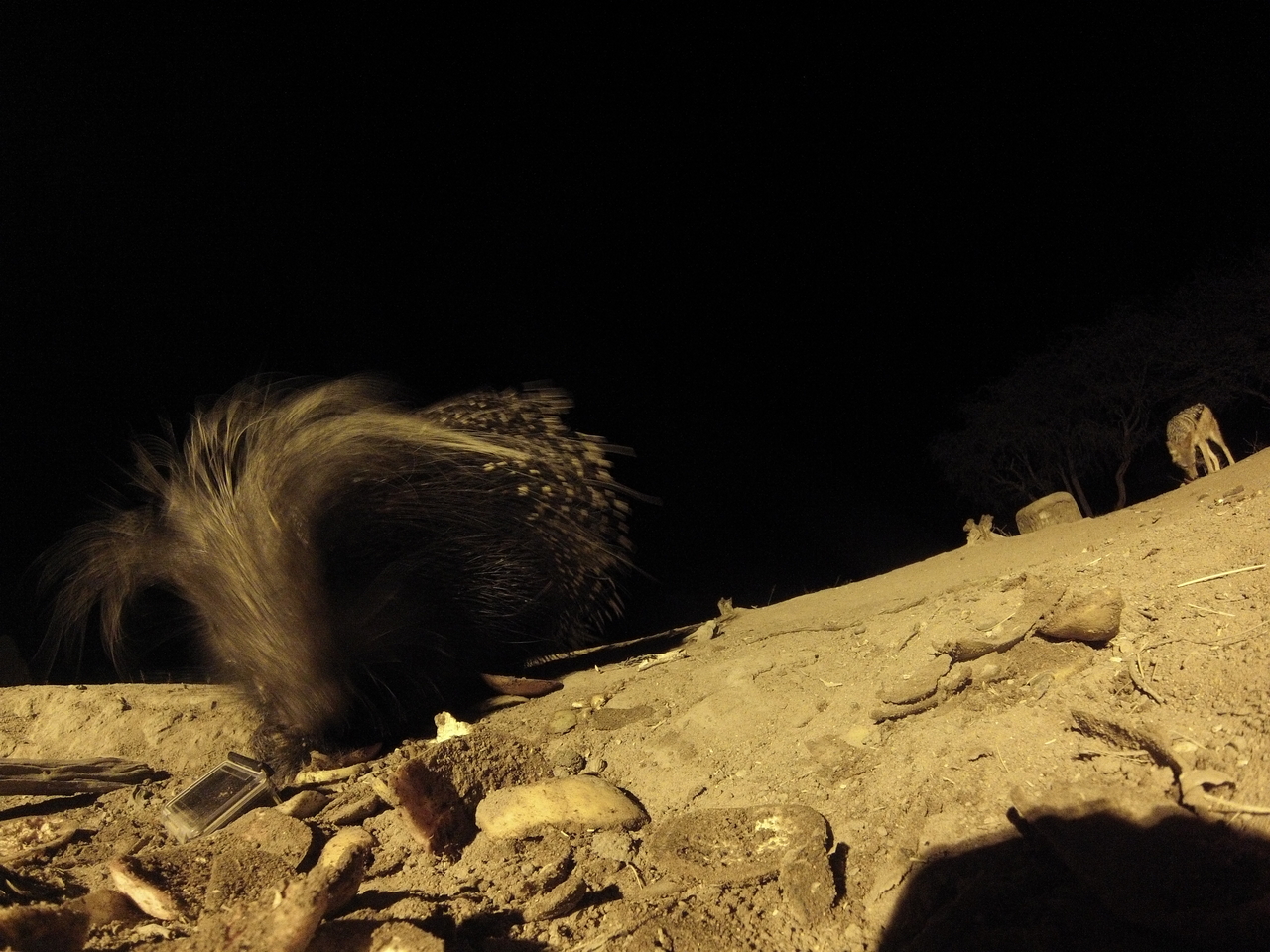 [11516] 2016_06_23_20_02_10_Africa_Hero3-Silver_Edition_IMG__01465.jpg