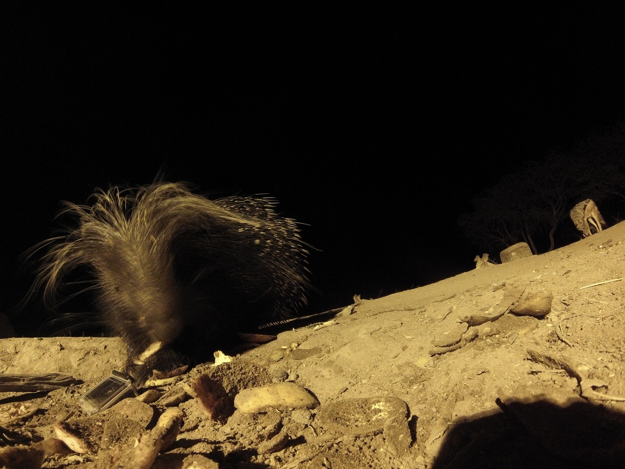 [11521] 2016_06_23_20_02_14_Africa_Hero3-Silver_Edition_IMG__01466.jpg