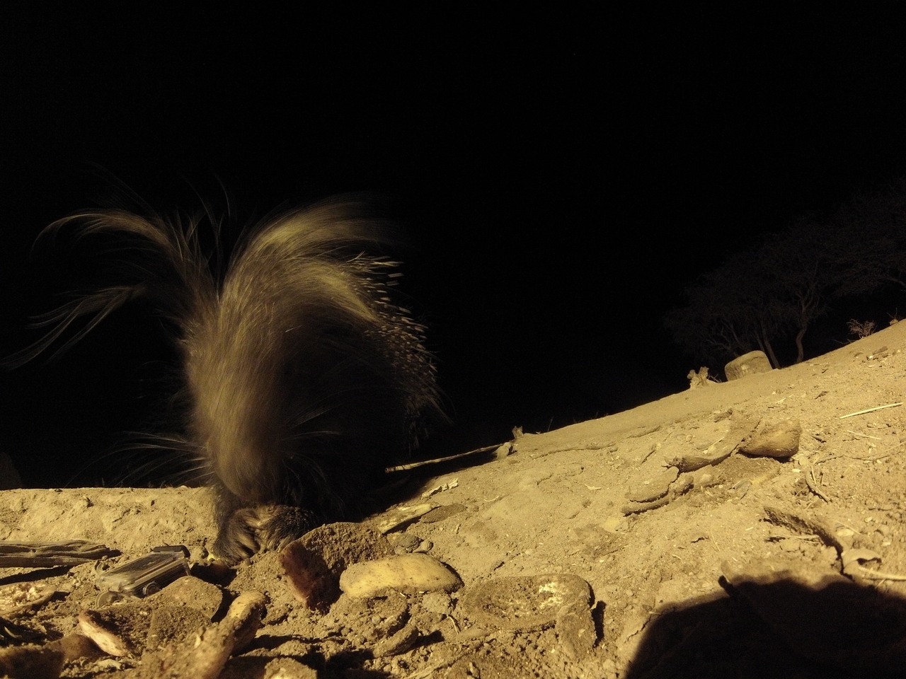 [11594] 2016_06_23_20_03_16_Africa_Hero3-Silver_Edition_IMG__00089.jpg