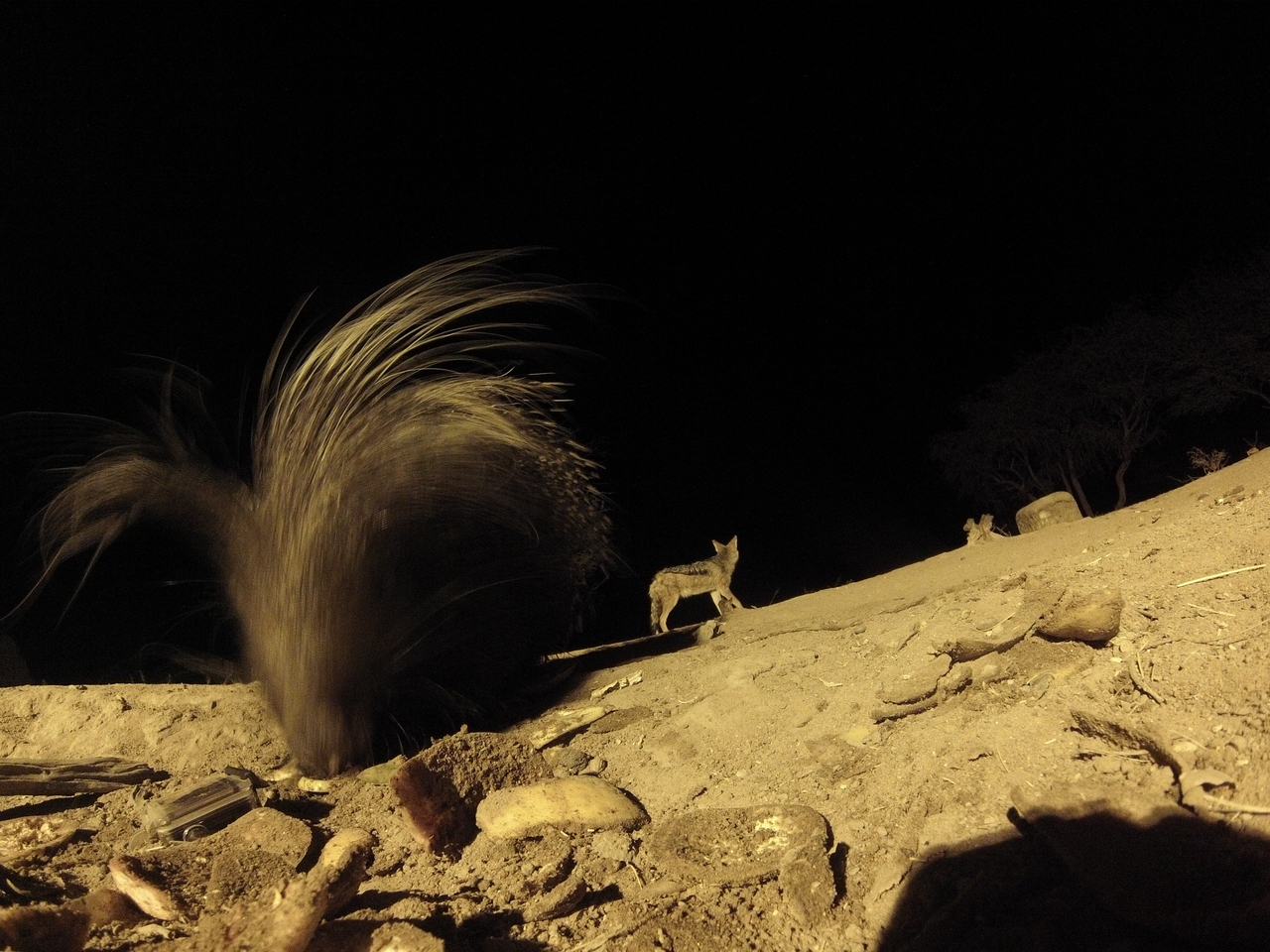 [11618] 2016_06_23_20_03_36_Africa_Hero3-Silver_Edition_IMG__01040.jpg