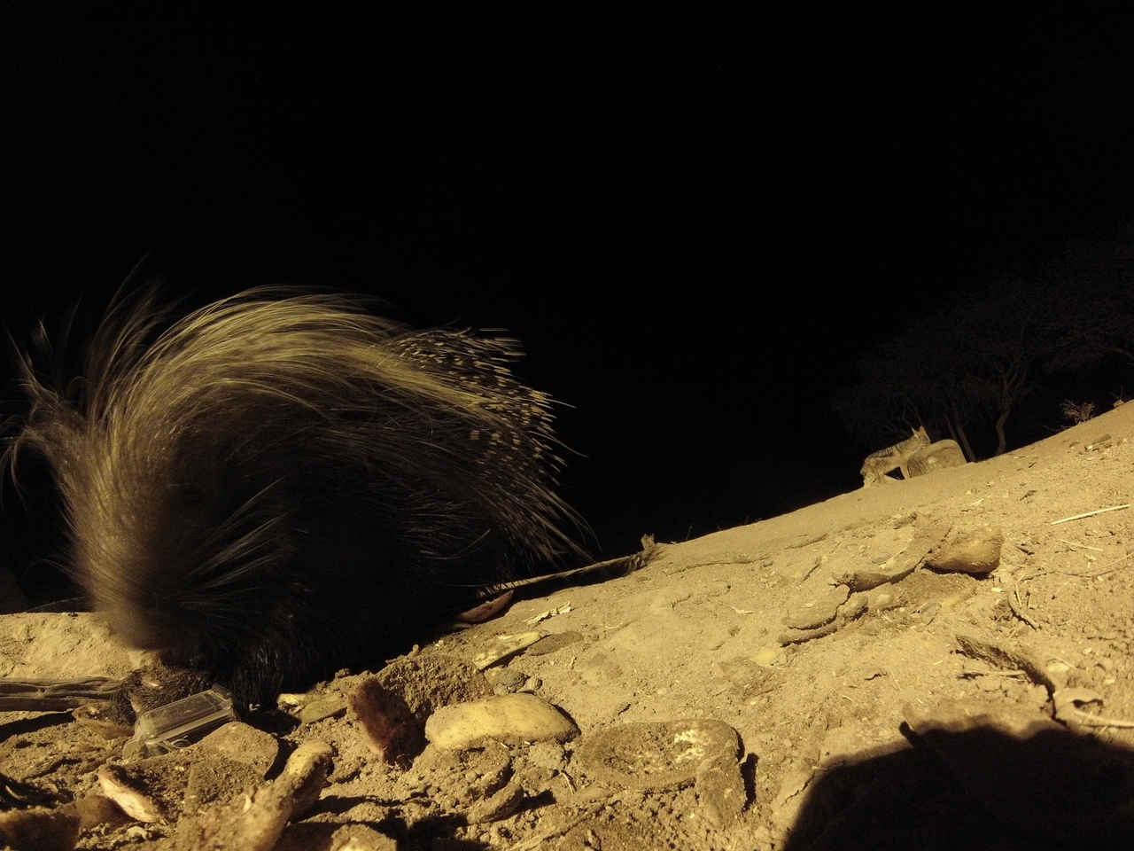 [11650] 2016_06_23_20_04_02_Africa_Hero3-Silver_Edition_IMG__00101.jpg