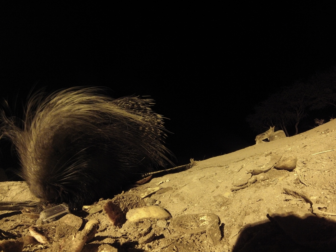 [11665] 2016_06_23_20_04_12_Africa_Hero3-Silver_Edition_IMG__01498.jpg