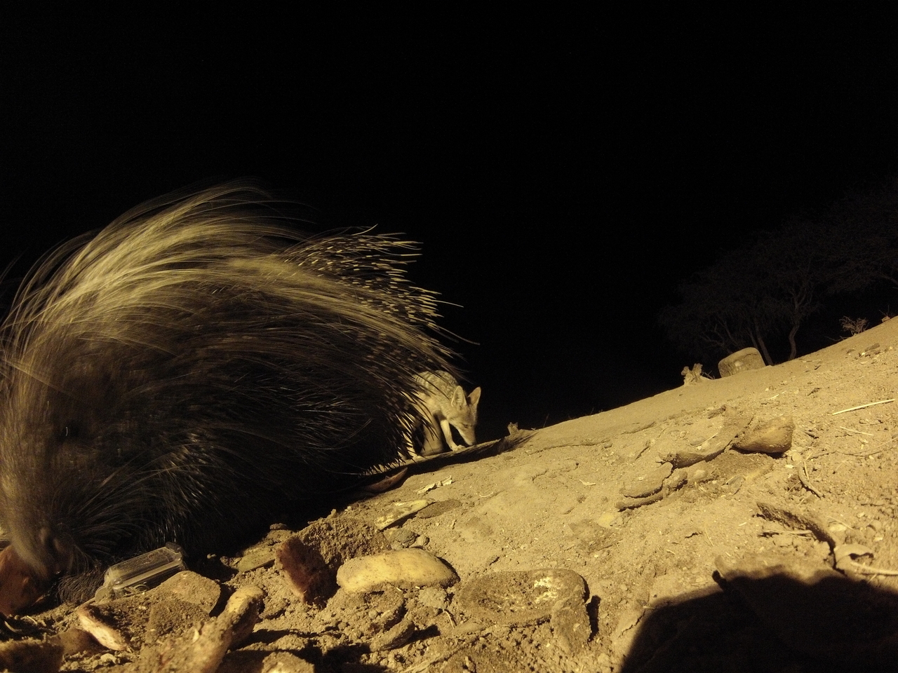 [11706] 2016_06_23_20_04_48_Africa_Hero3-Silver_Edition_IMG__01507.jpg