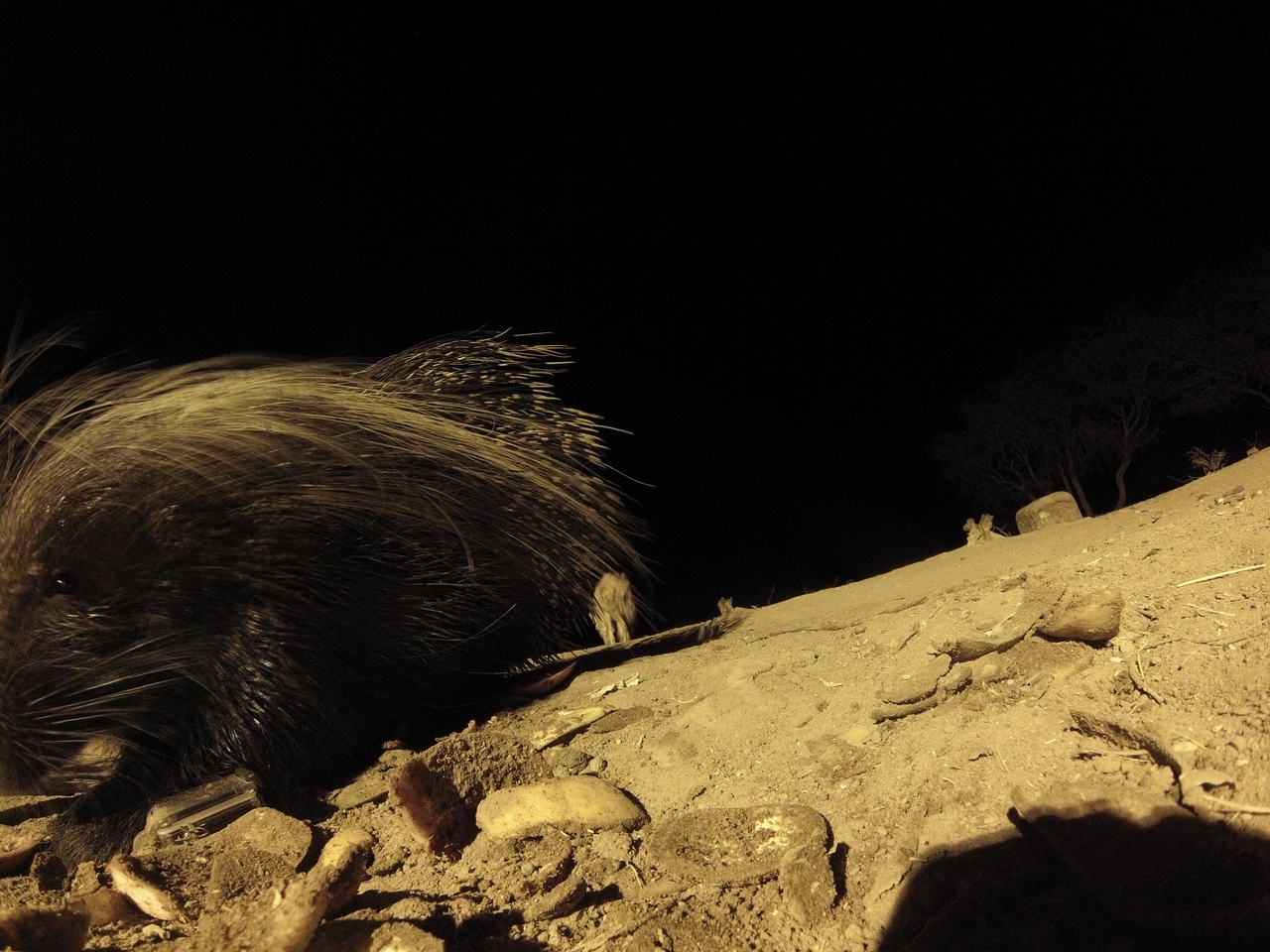 [11717] 2016_06_23_20_04_58_Africa_Hero3-Silver_Edition_IMG__00116.jpg