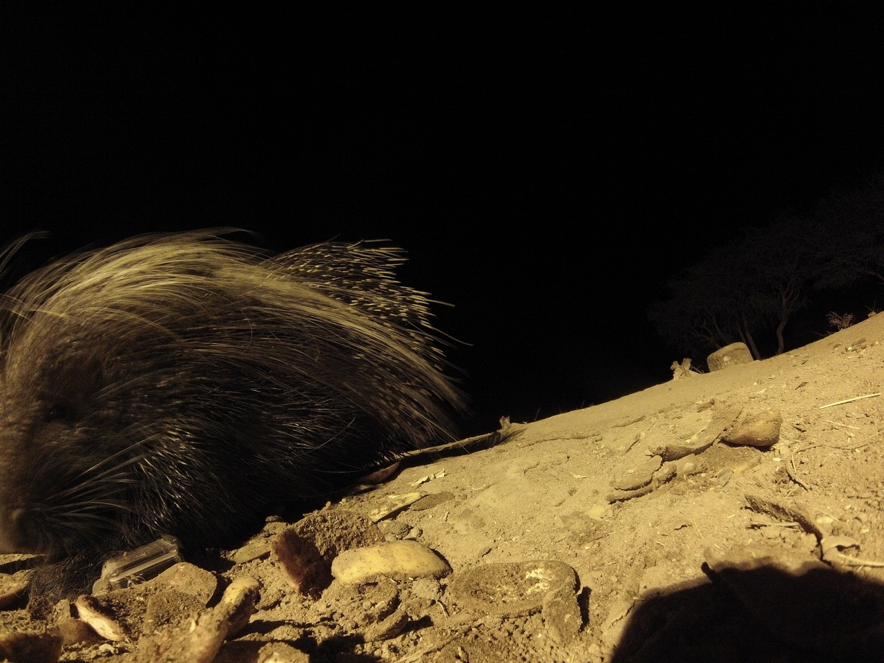 [11730] 2016_06_23_20_05_08_Africa_Hero3-Silver_Edition_IMG__00119.jpg