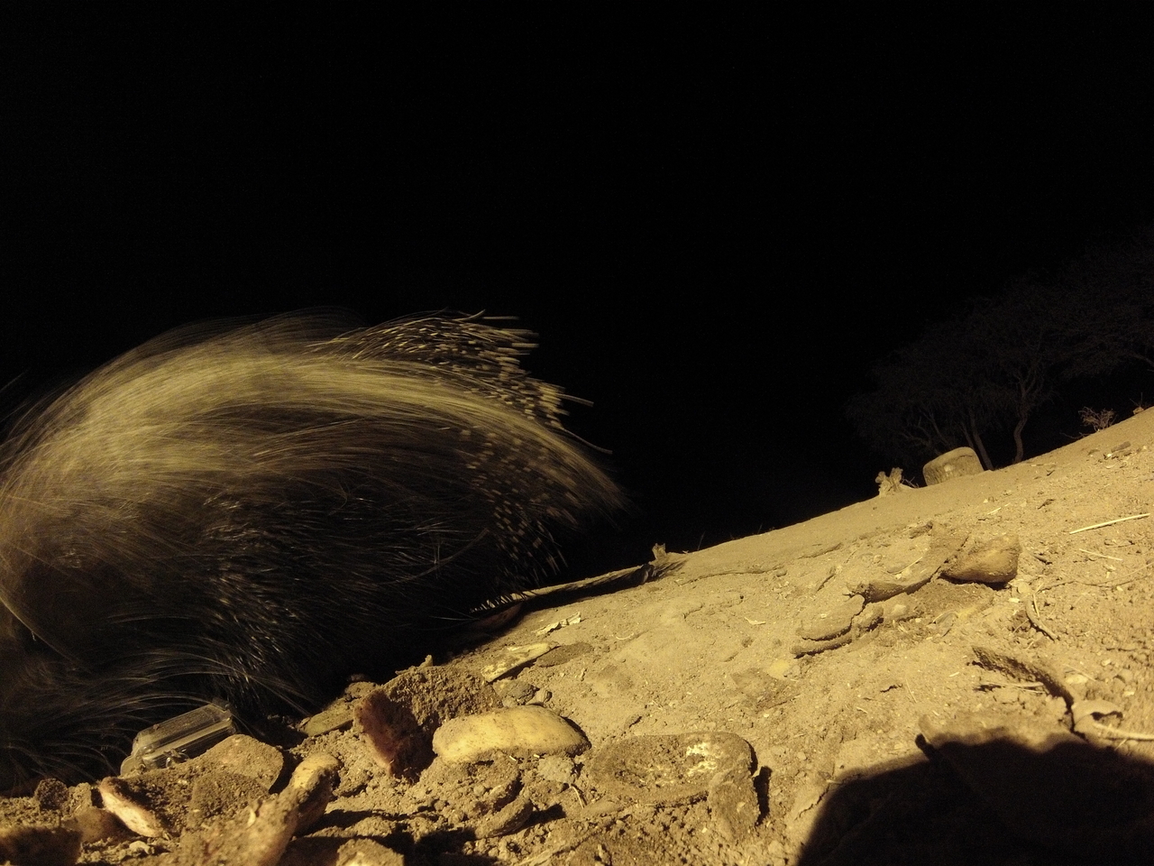 [11745] 2016_06_23_20_05_18_Africa_Hero3-Silver_Edition_IMG__01516.jpg