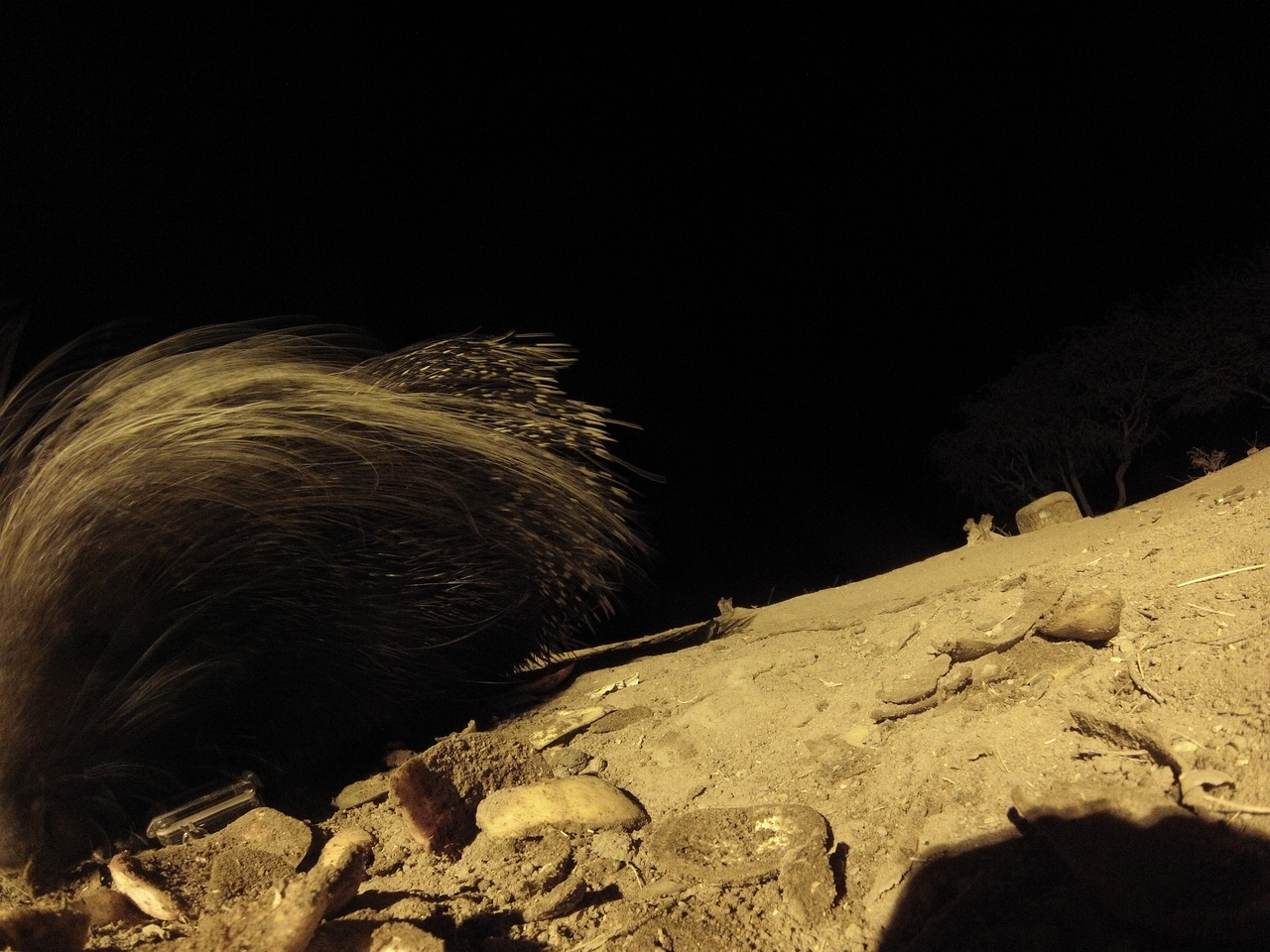 [11752] 2016_06_23_20_05_24_Africa_Hero3-Silver_Edition_IMG__01070.jpg