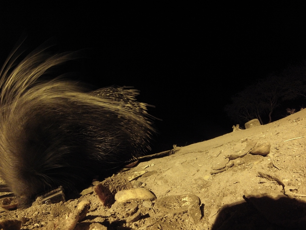 [11766] 2016_06_23_20_05_34_Africa_Hero3-Silver_Edition_IMG__01521.jpg