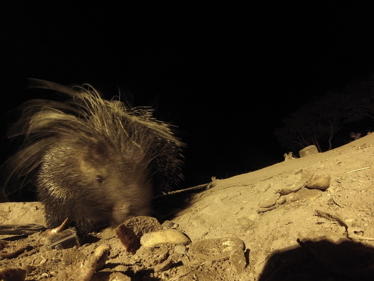 [11774] 2016_06_23_20_05_42_Africa_Hero3-Silver_Edition_IMG__00129.jpg