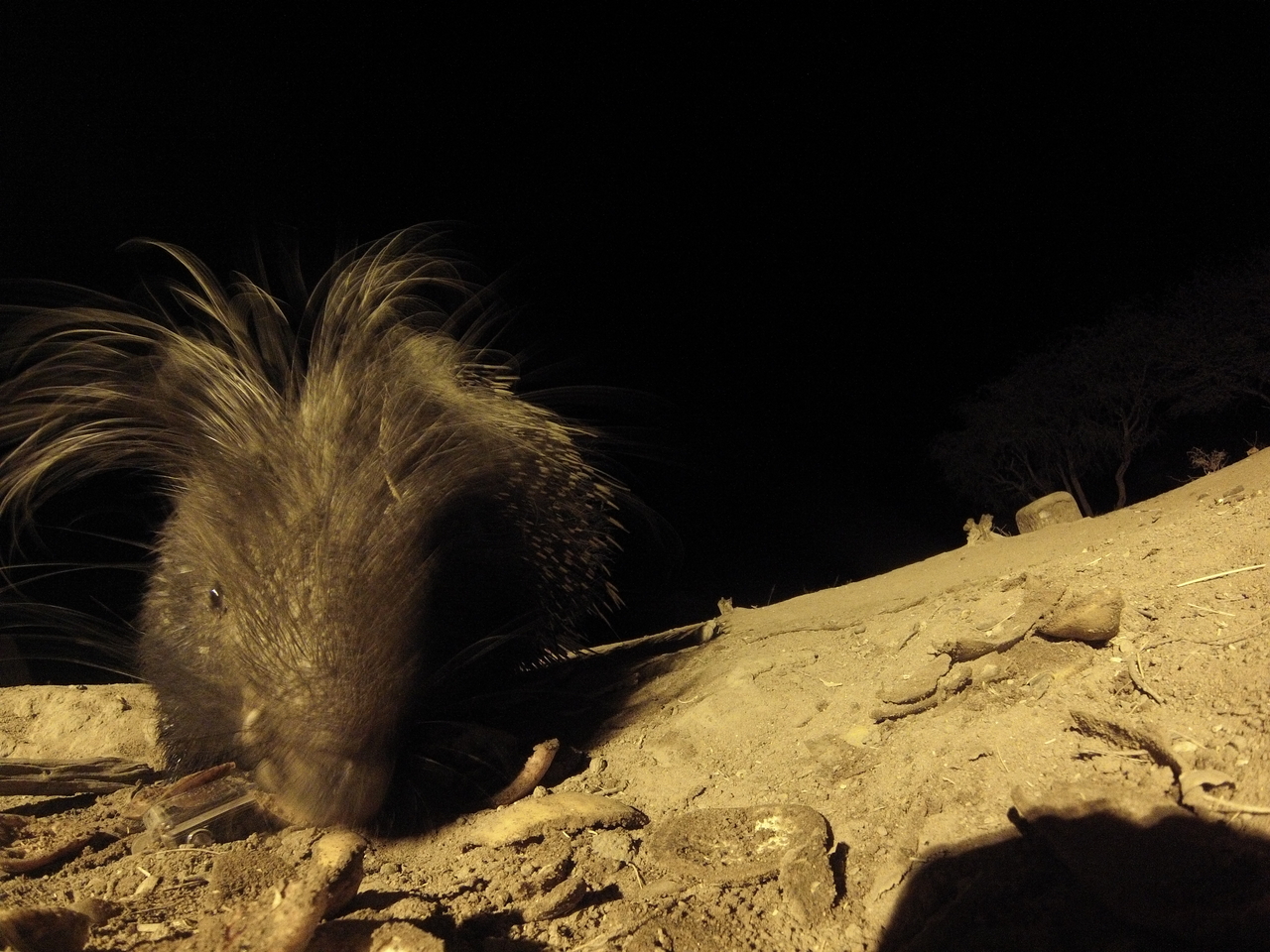 [11783] 2016_06_23_20_05_50_Africa_Hero3-Silver_Edition_IMG__01077.jpg