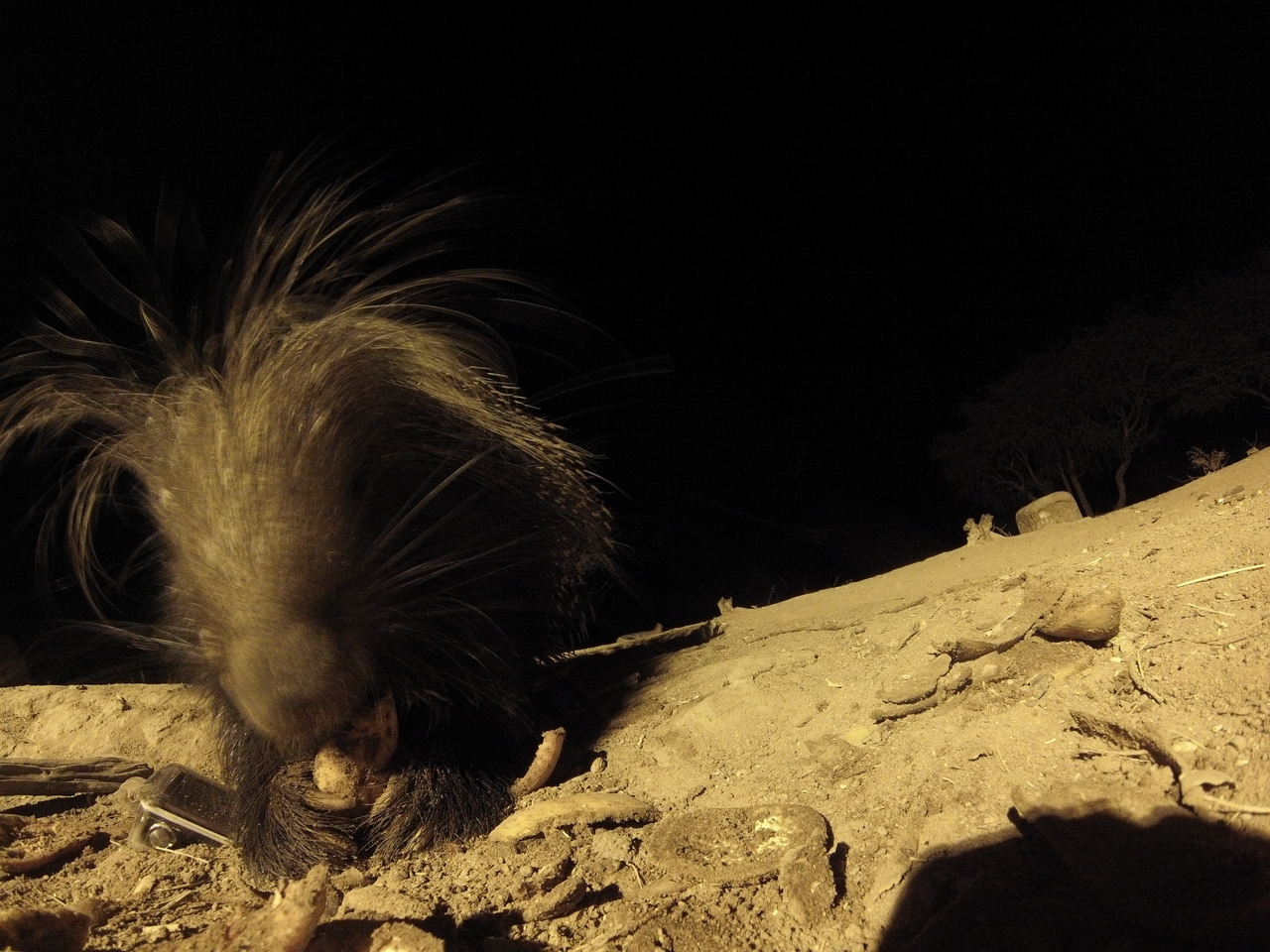 [11812] 2016_06_23_20_06_12_Africa_Hero3-Silver_Edition_IMG__01531.jpg