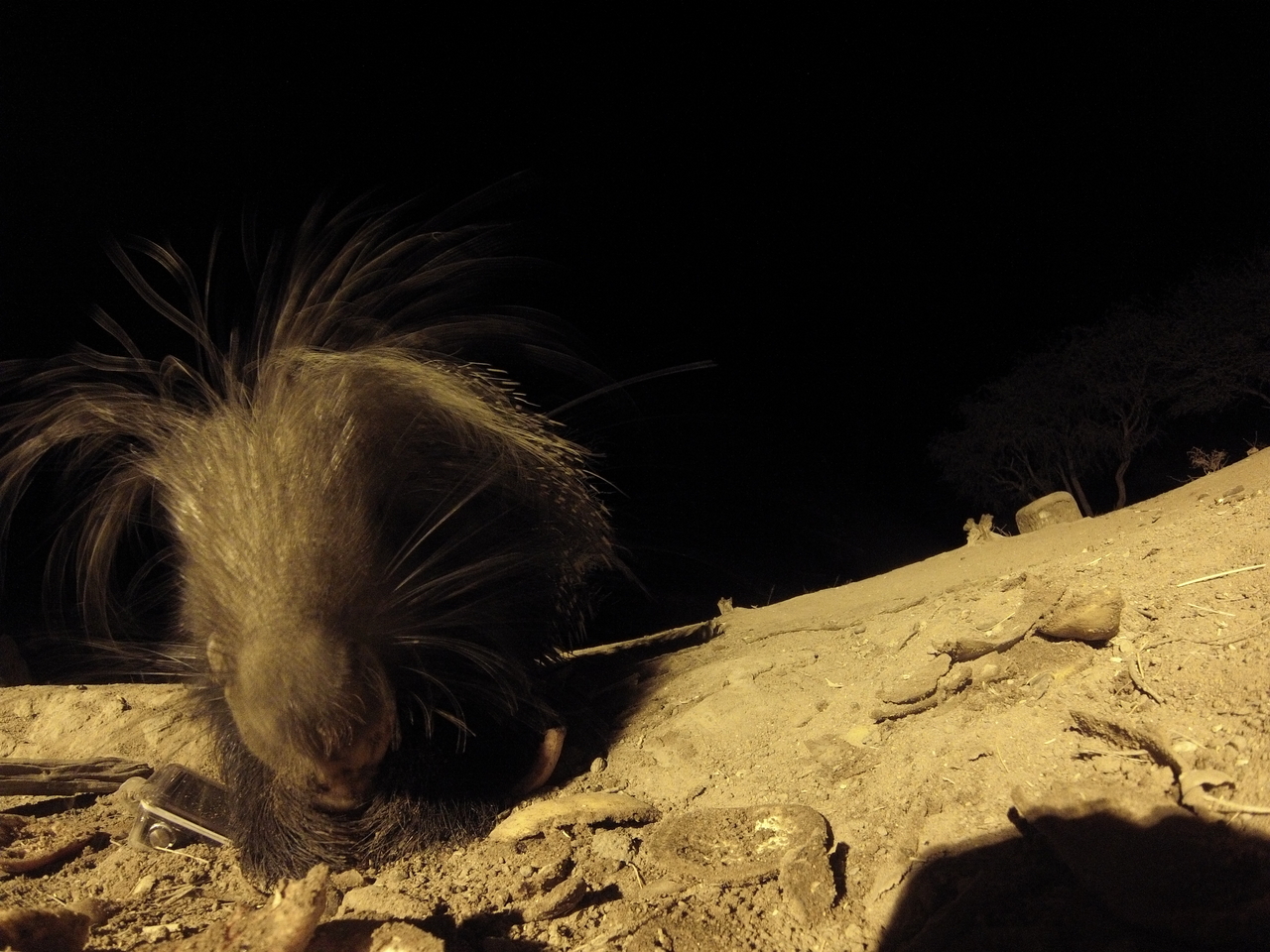 [11815] 2016_06_23_20_06_17_Africa_Hero3-Silver_Edition_IMG__00138.jpg