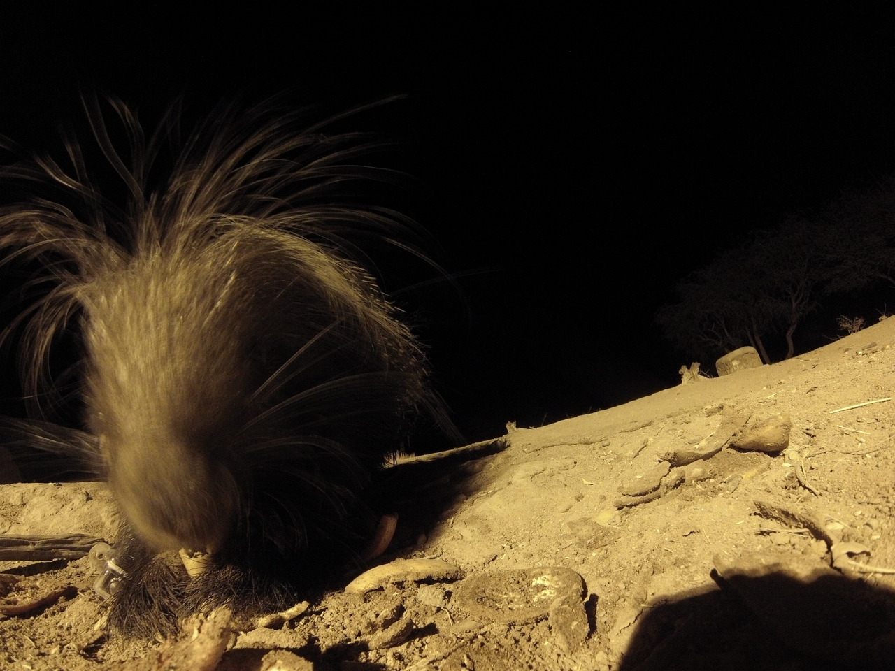 [11843] 2016_06_23_20_06_41_Africa_Hero3-Silver_Edition_IMG__01538.jpg