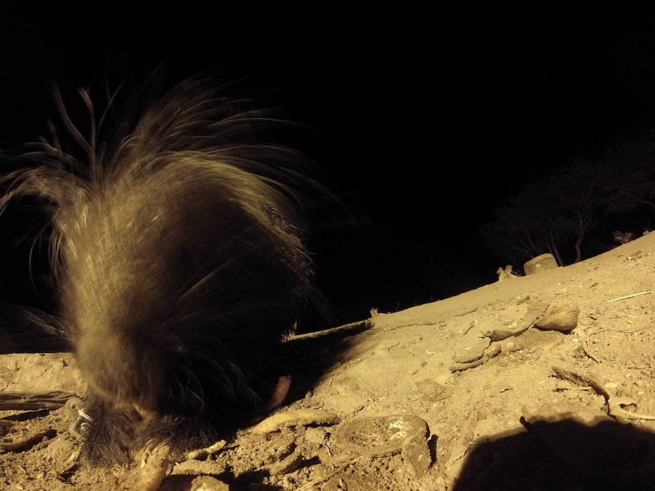 [11846] 2016_06_23_20_06_45_Africa_Hero3-Silver_Edition_IMG__00145.jpg