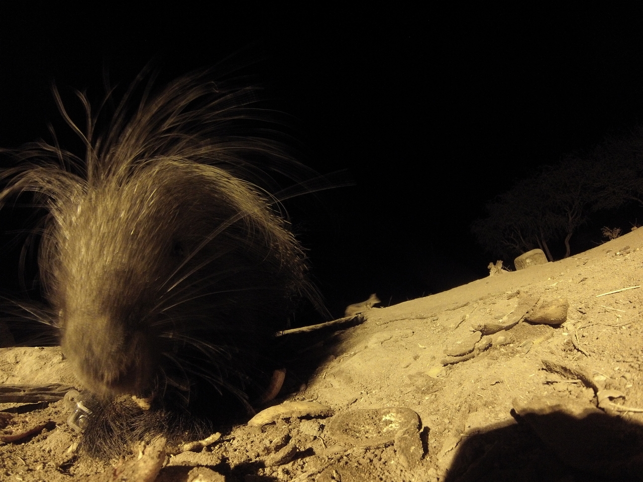 [11852] 2016_06_23_20_06_49_Africa_Hero3-Silver_Edition_IMG__01092.jpg