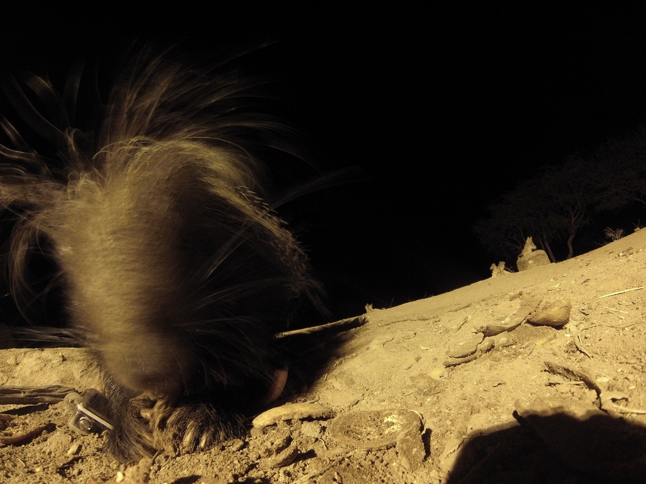 [11864] 2016_06_23_20_07_01_Africa_Hero3-Silver_Edition_IMG__00149.jpg