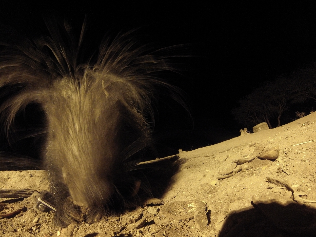 [11888] 2016_06_23_20_07_21_Africa_Hero3-Silver_Edition_IMG__01100.jpg