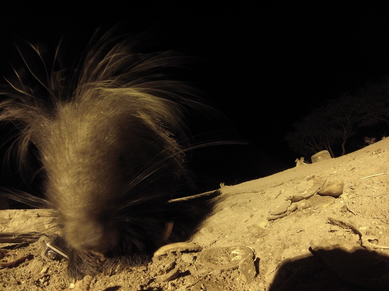 [11899] 2016_06_23_20_07_29_Africa_Hero3-Silver_Edition_IMG__01550.jpg