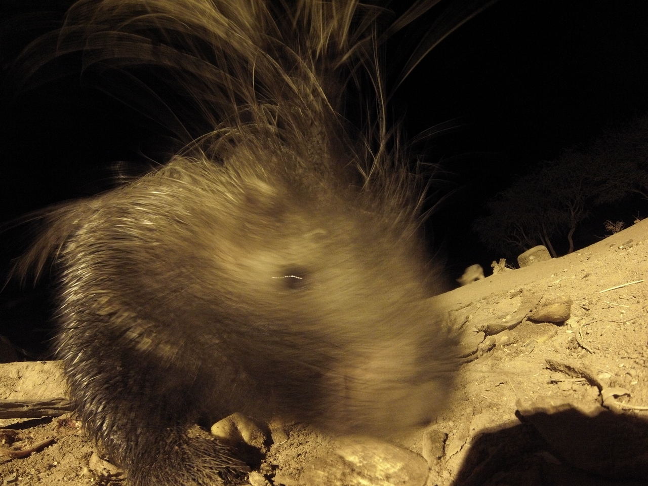 [11968] 2016_06_23_20_08_29_Africa_Hero3-Silver_Edition_IMG__01565.jpg