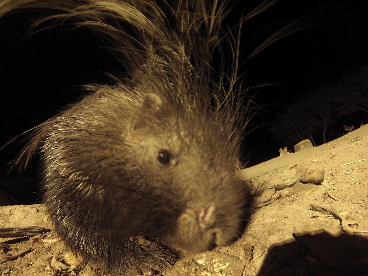 [11975] 2016_06_23_20_08_33_Africa_Hero3-Silver_Edition_IMG_8055_00634.jpg