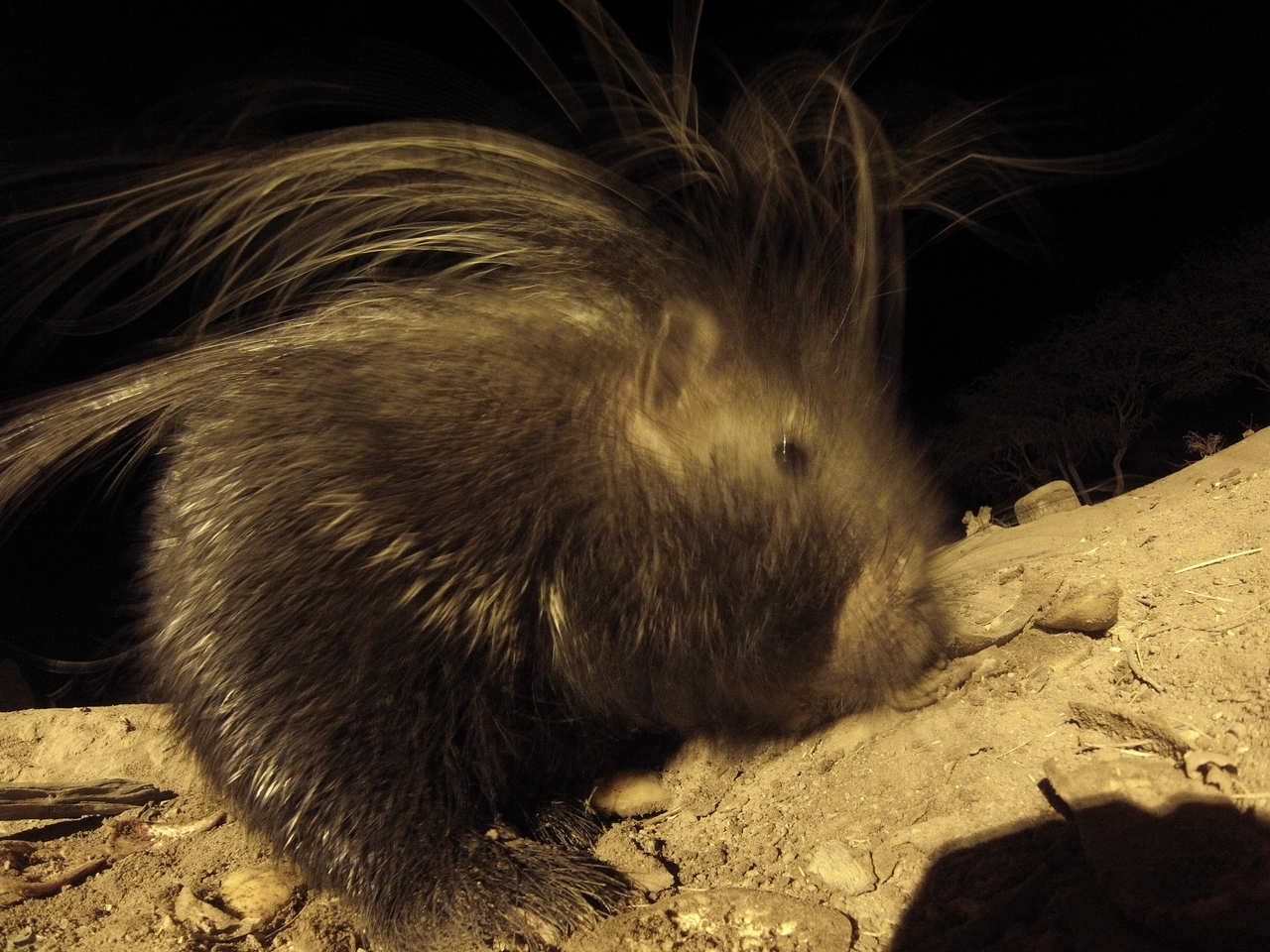 [11982] 2016_06_23_20_08_37_Africa_Hero3-Silver_Edition_IMG__00173.jpg