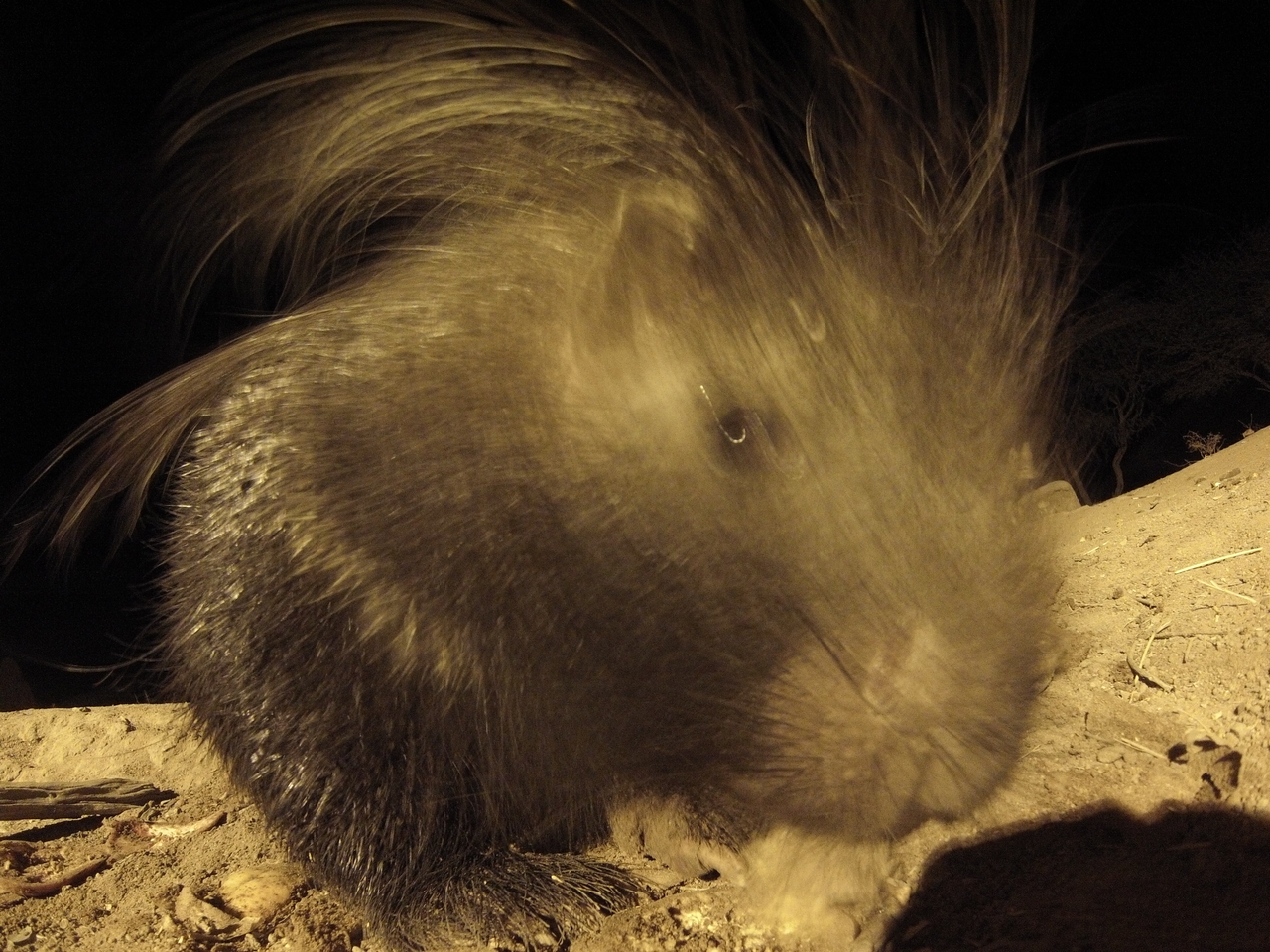 [11993] 2016_06_23_20_08_45_Africa_Hero3-Silver_Edition_IMG__00175.jpg