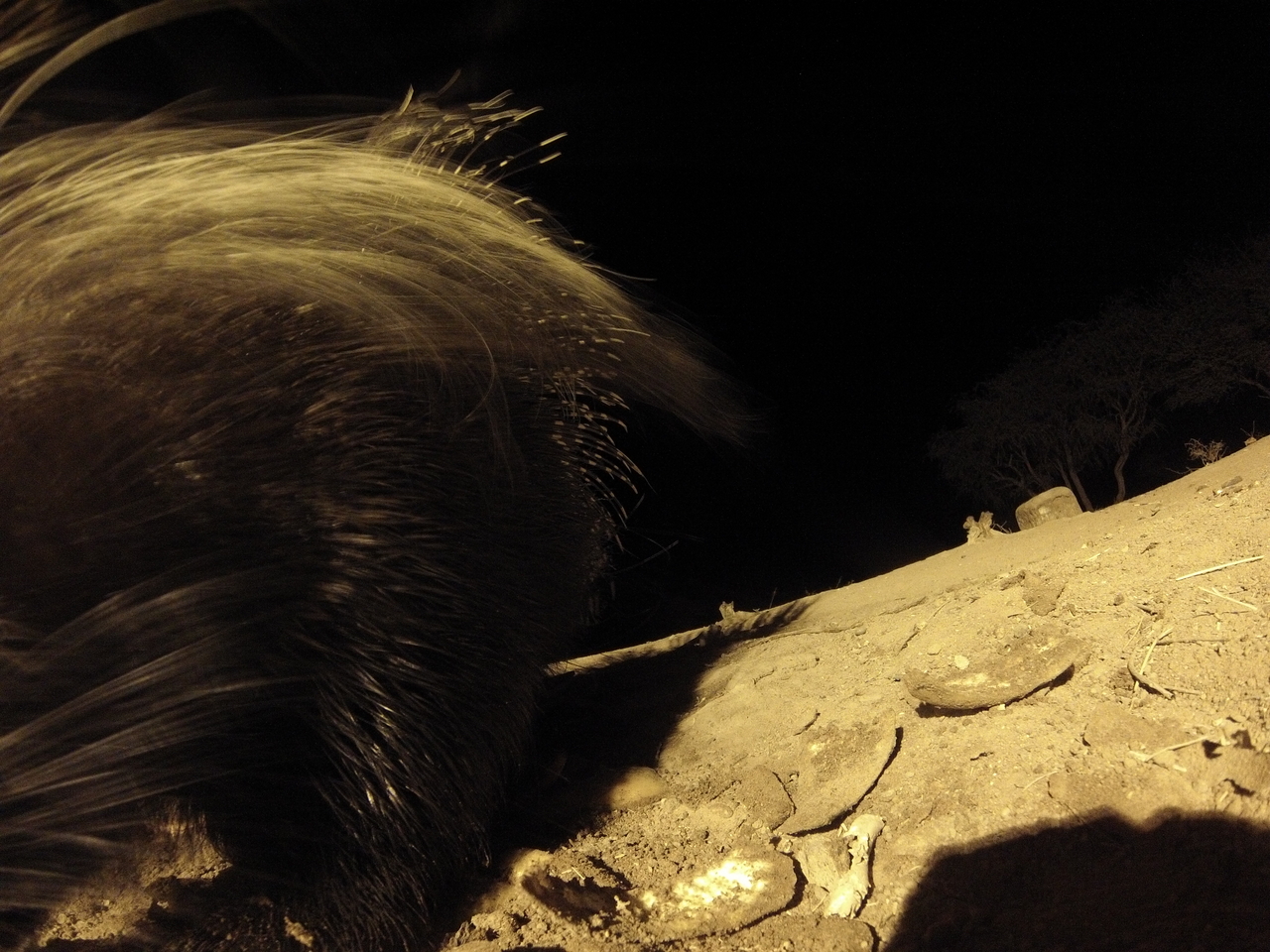 [12009] 2016_06_23_20_08_57_Africa_Hero3-Silver_Edition_IMG__01124.jpg