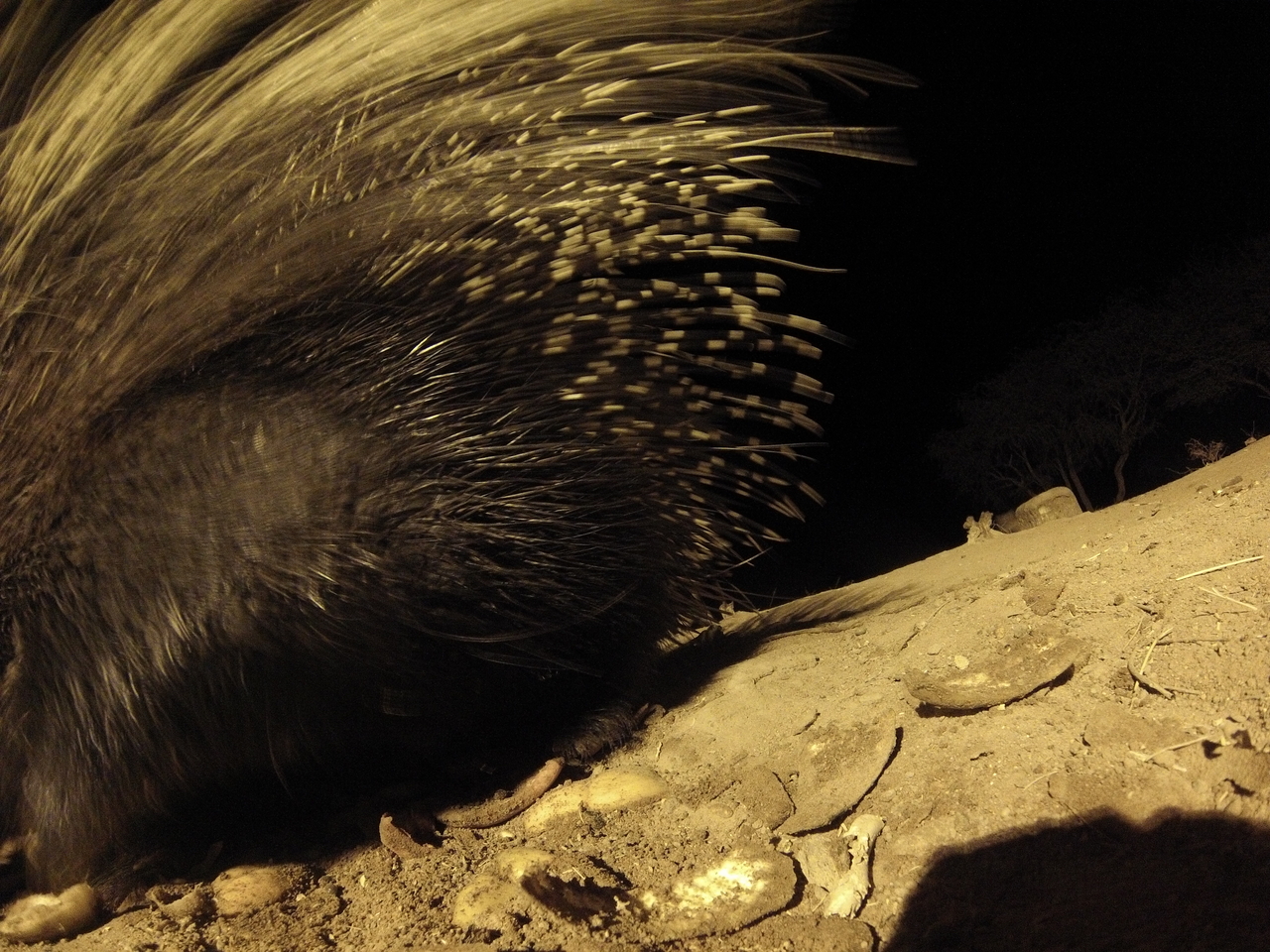 [12012] 2016_06_23_20_09_00_Africa_Hero3-Silver_Edition_IMG__01125.jpg