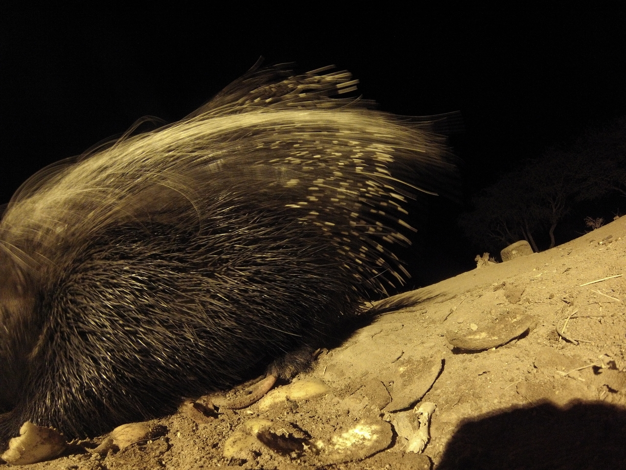 [12027] 2016_06_23_20_09_12_Africa_Hero3-Silver_Edition_IMG__01128.jpg