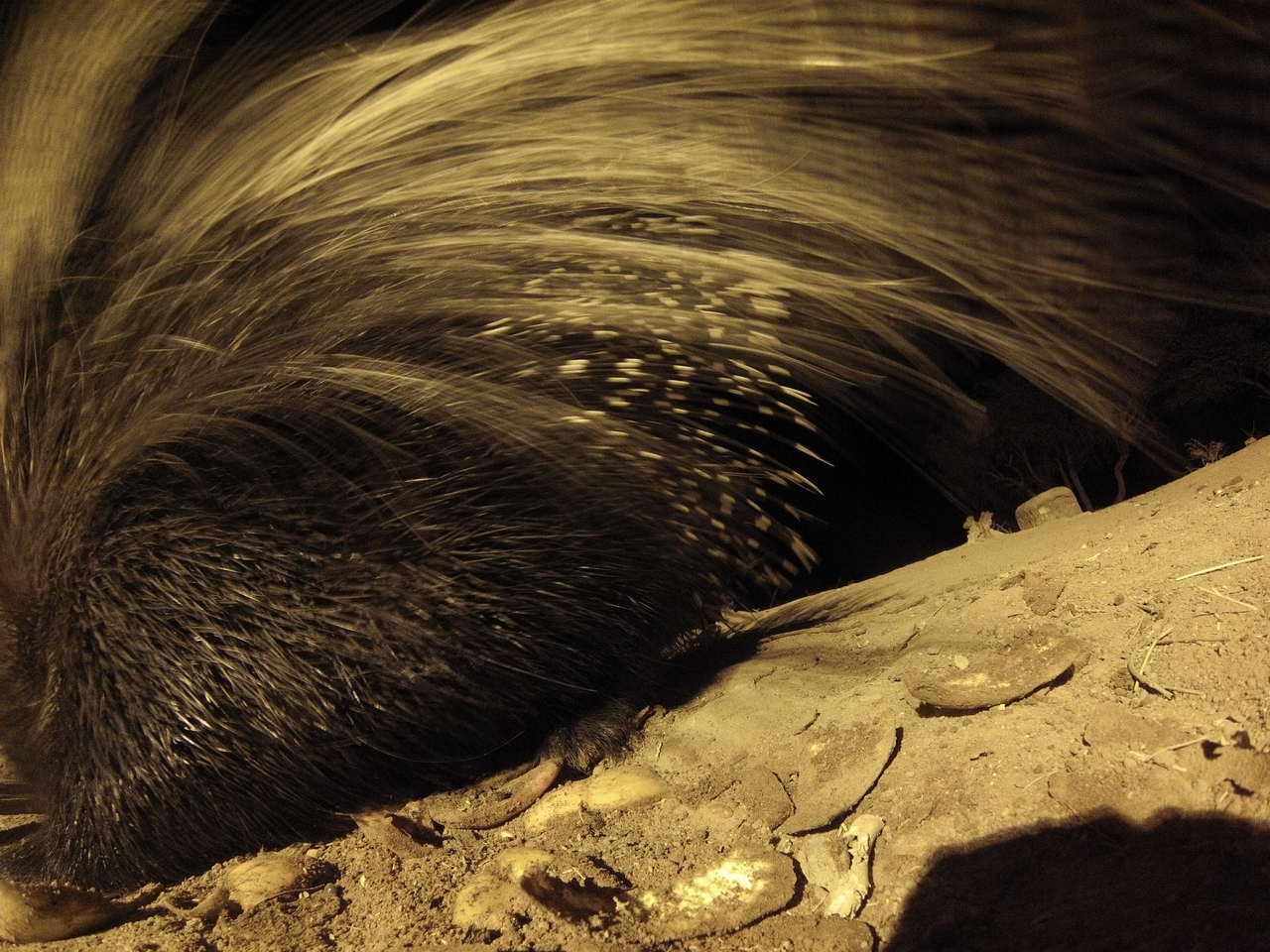 [12031] 2016_06_23_20_09_16_Africa_Hero3-Silver_Edition_IMG__01577.jpg