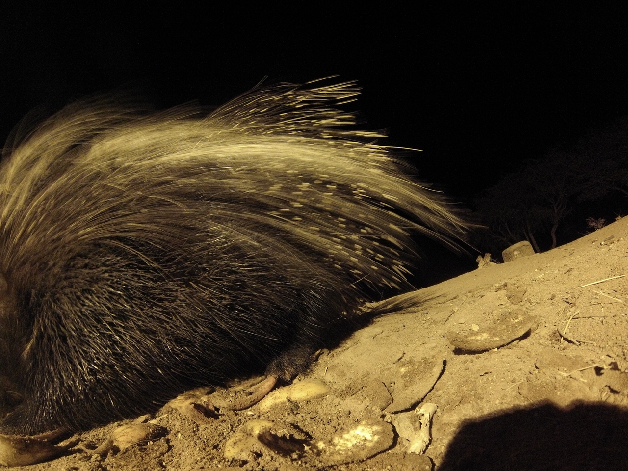 [12035] 2016_06_23_20_09_20_Africa_Hero3-Silver_Edition_IMG__01130.jpg