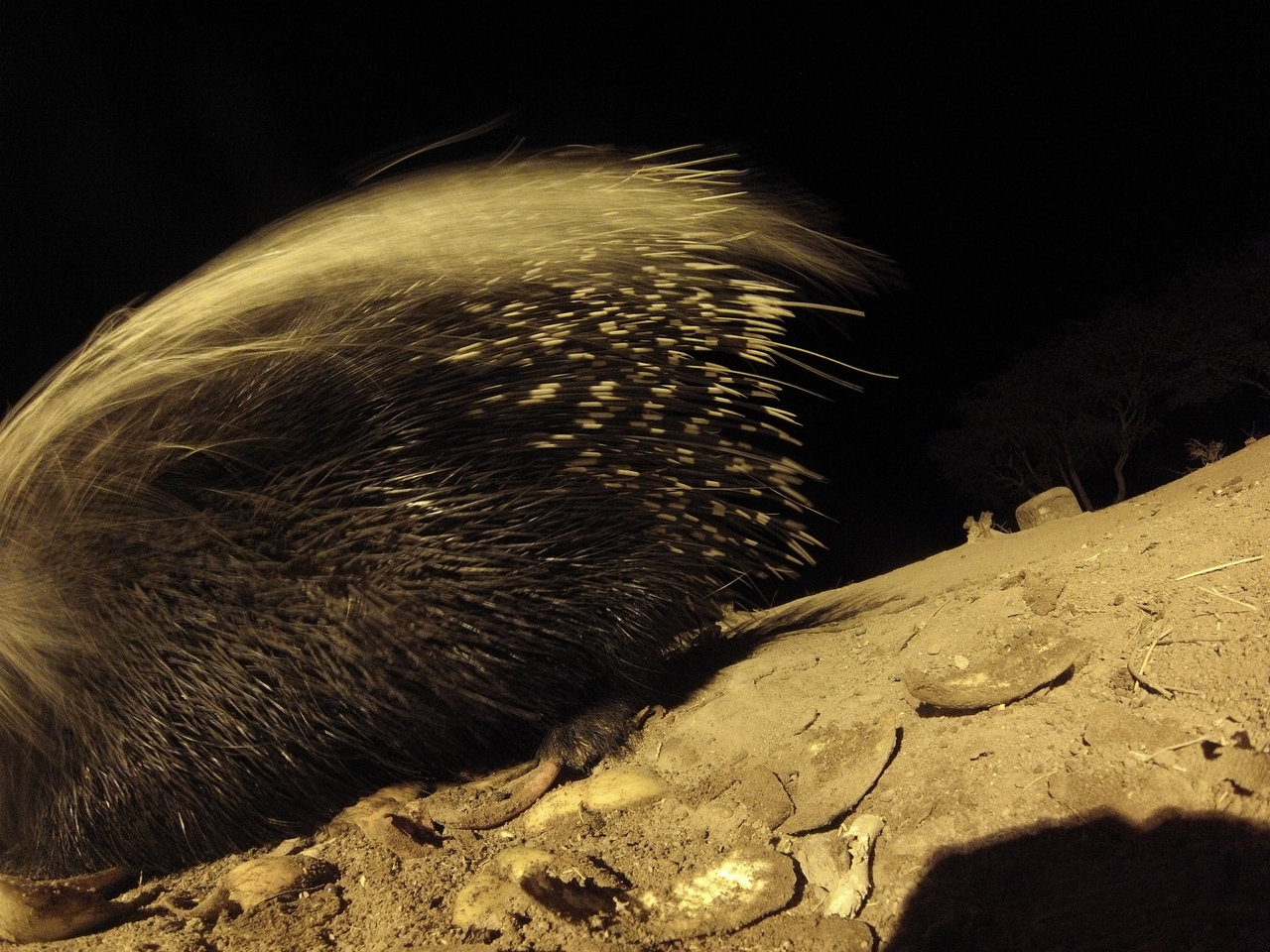 [12040] 2016_06_23_20_09_24_Africa_Hero3-Silver_Edition_IMG__01131.jpg