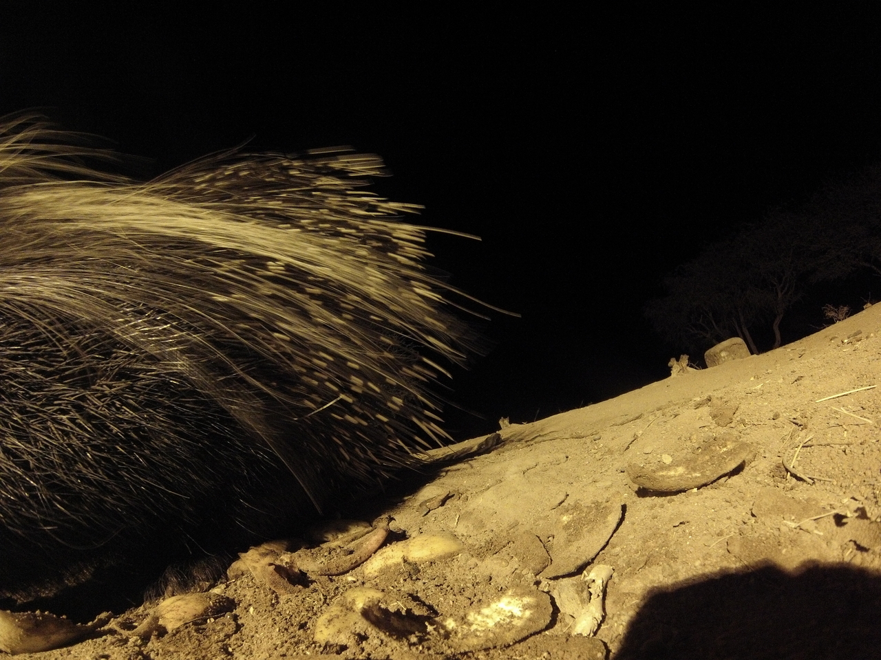 [12050] 2016_06_23_20_09_32_Africa_Hero3-Silver_Edition_IMG__01133.jpg