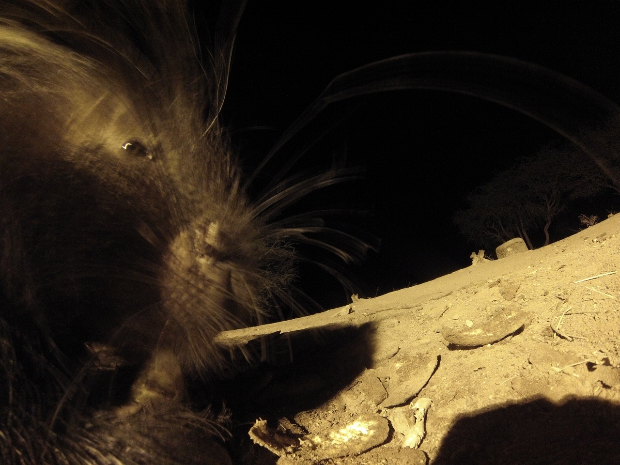 [12082] 2016_06_23_20_10_01_Africa_Hero3-Silver_Edition_IMG__01588.jpg