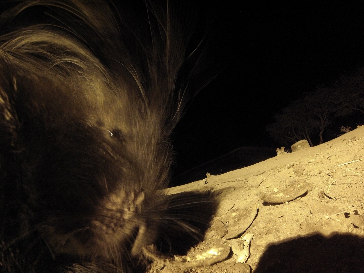 [12087] 2016_06_23_20_10_05_Africa_Hero3-Silver_Edition_IMG__01589.jpg