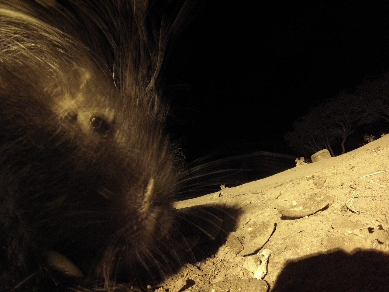 [12095] 2016_06_23_20_10_13_Africa_Hero3-Silver_Edition_IMG__00197.jpg