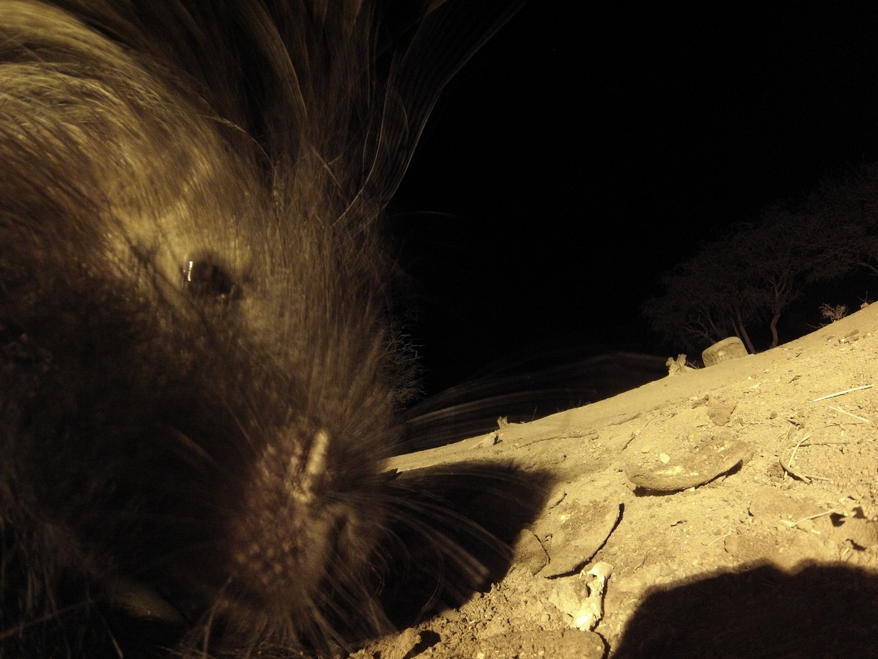 [12101] 2016_06_23_20_10_17_Africa_Hero3-Silver_Edition_IMG__01144.jpg